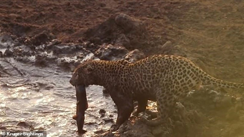 Trong chùm hình được ghi lại ở Công viên quốc gia Kruger (Nam Phi), có một con báo đốm đói mồi đang đi tìm kiếm thức ăn. May mắn đã “mỉm cười” với kẻ đi săn này bởi nó vô tình vớ được hồ nước cạn có rất nhiều cá ở dưới.