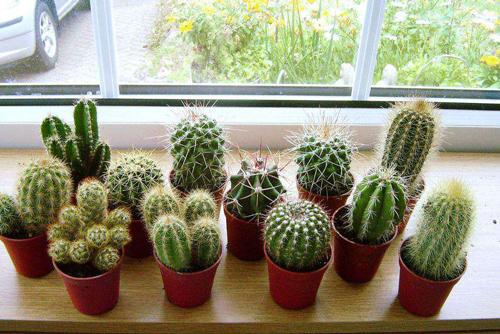 'Ngã ngửa' với những cây mời tài lộc, đặt trong phòng ngủ lại là ‘tử thần’