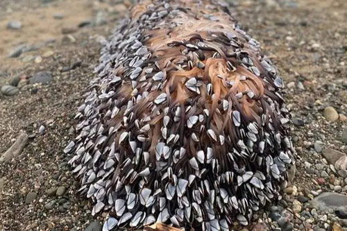 Vô tình phát hiện hàng nghìn sinh vật lạ dạt vào bờ biển, cả gia đình "choáng váng" khi biết danh tính của chúng