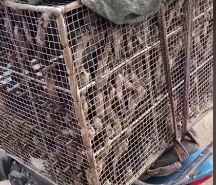 Đau lòng chim yến có nguy cơ bị tận diệt khi bị đánh bẫy, bắt để ăn hoặc thả chim phóng sinh