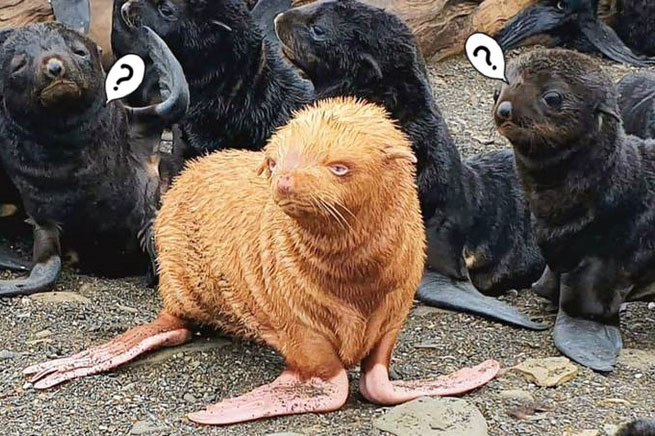 Hải cẩu đột biến với màu lông vàng bị đồng loại xa lánh