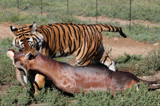 Những cú vồ mồi cực kỳ ấn tượng của sư tử và hổ