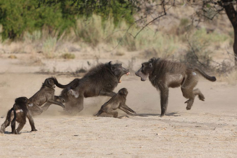 Sự thật đáng sợ phía sau cảnh khỉ đầu chó giết con của chúng