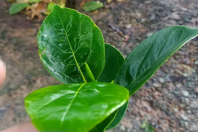 Bị những bệnh này khỏi uống thuốc Tây tốn tiền, cứ dùng lá mít là có thể chữa dứt điểm