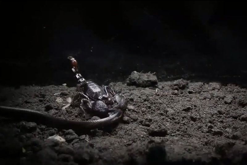 Mãn nhãn với màn 'tử chiến' của rắn hổ mang Java vừa chào đời và bọ cạp độc 