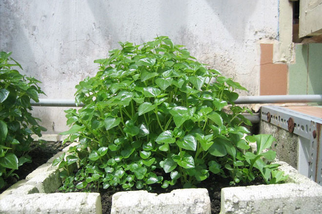 Loại rau tốt không kém 'nhân sâm Hàn Quốc' được người nước ngoài ăn lùng nhưng mọc dại dầy ở Việt Nam