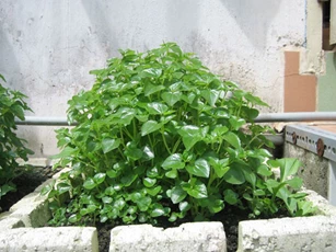 Loại rau tốt không kém 'nhân sâm Hàn Quốc' được người nước ngoài ăn lùng nhưng mọc dại dầy ở Việt Nam