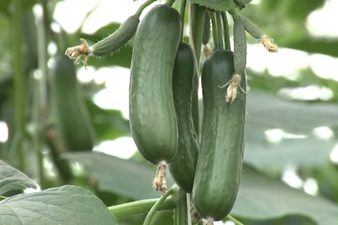 Lâm Đồng: Thu 2 tỷ đồng/năm nhờ mô hình trồng rau củ ‘tí hon’ sạch