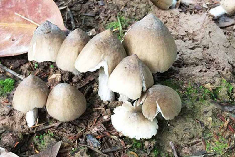 Những loại nấm đắt đỏ được "săn lùng" ở Việt Nam