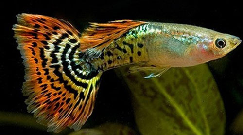 Những "sát thủ" săn mồi cực nguy hiểm dưới nước