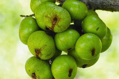 Chỉ cần có quả sung cả đời bạn không lo mắc những bệnh phổ biến dưới đây