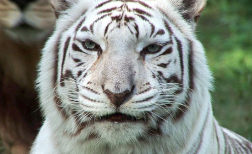 CLIP: Những bí mật về hổ trắng mà sở thú thường giấu nhẹm