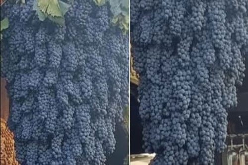 Giàn nho 'siêu to khổng lồ' khiến dân mạng tròn mắt, có đến cả trăm chùm sai trĩu từ gốc đến ngọn