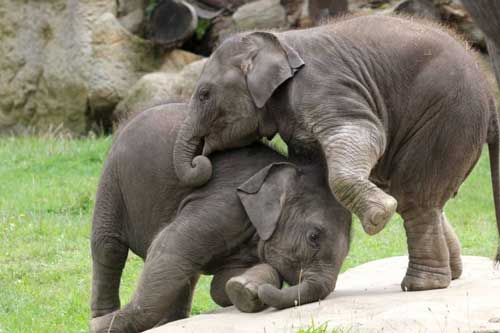 Sự thật đằng sau bức ảnh voi Ấn Độ khổng lồ 'đánh nhau' trong sở thú