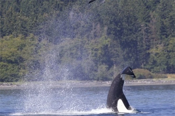 Khoảnh khắc ngoạn mục: Cá voi sát thủ quăng hải cẩu lên cao 15 mét