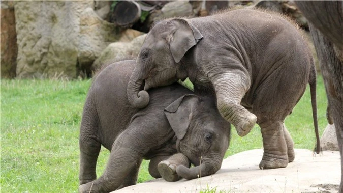 Sự thật đằng sau bức ảnh voi Ấn Độ khổng lồ 'đánh nhau' trong sở thú