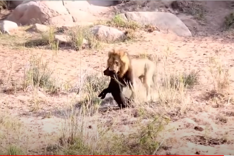CLIP: Xót thương trâu rừng vừa chào đời đã bị sư tử ăn thịt