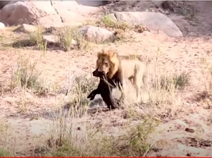 CLIP: Xót thương trâu rừng vừa chào đời đã bị sư tử ăn thịt