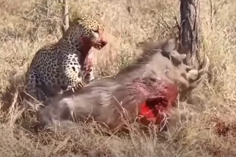 CLIP: Báo hoa mai chui xuống hang "bắt sống" lợn bướu