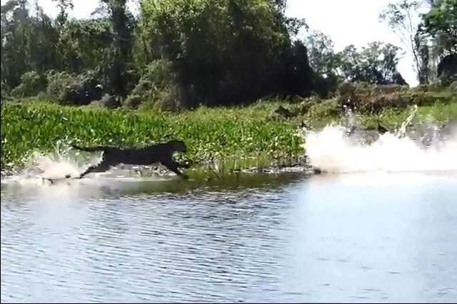 Báo đốm săn cá sấu Caiman: ‘Cái kết buồn’ cho kẻ săn mồi