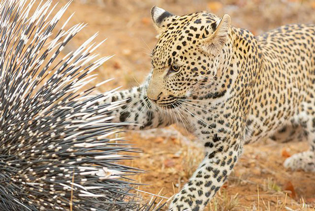 ‘Đói quá hóa liều’, báo hoa mai muốn bắt nhím làm thức ăn nhưng cuối cùng đành phải buông bỏ