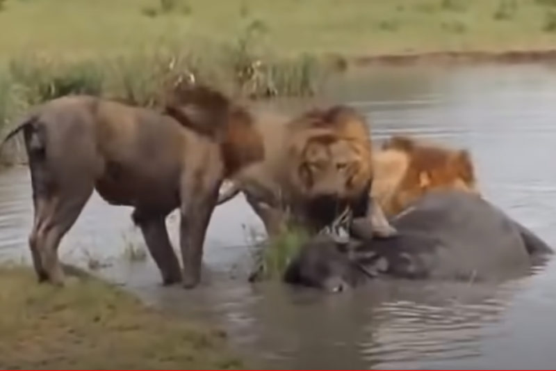 CLIP: Đàn trâu rừng bất lực nhìn đồng loại bị 3 con sư tử đực đoạt mạng