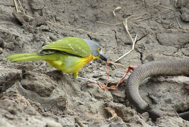 Rắn hổ mang ‘khủng’ chết thảm khi bị chim moi ruột