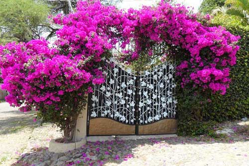 Cách trồng hoa giấy, hoa hồng leo trước nhà để không phạm phong thủy, mất hết tài lộc