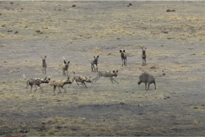 CLIP: Lợn bướu thoát chết thần kỳ khi bị 9 con chó hoang truy đuổi