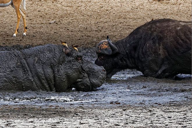 Hà mã gây chiến với trâu rừng để cạnh tranh vũng bùn