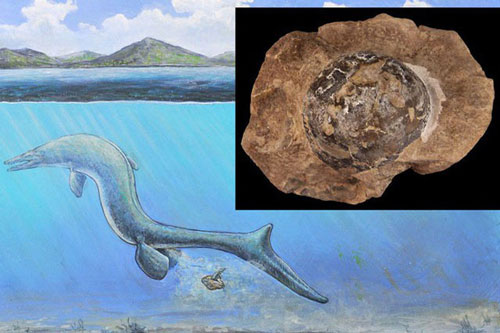 Phát hiện hóa thạch trứng 68 triệu năm tuổi, nghi của loài Thương long khổng lồ