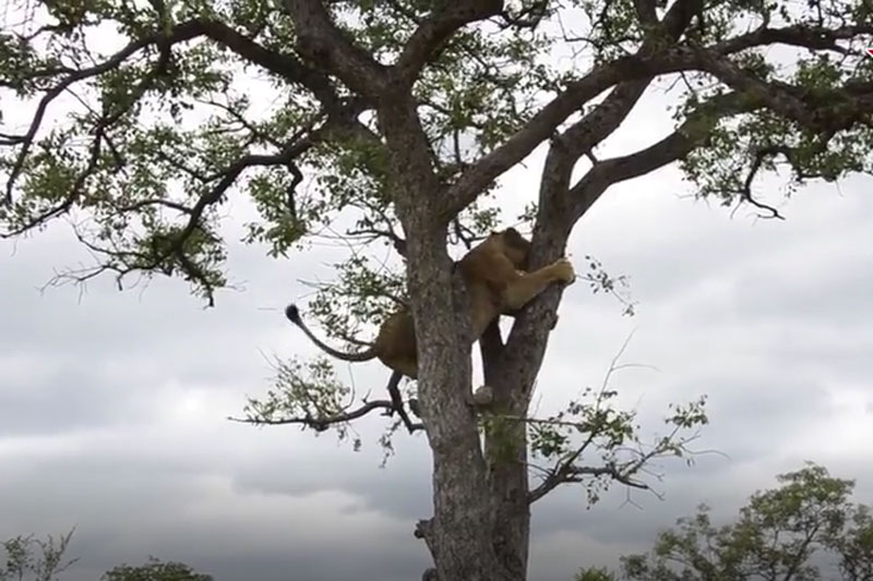 Bị đàn linh cẩu ‘truy sát’, sư tử ‘tót’ lên cây lánh nạn và màn trả thù đầy cay đắng