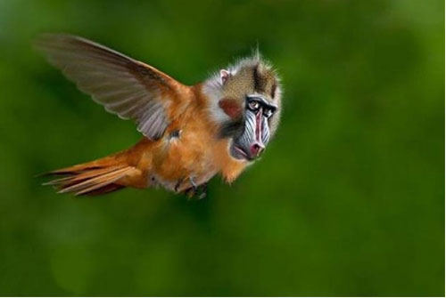 Bạn sẽ không thể tin vào mắt mình nếu nhìn thấy những loài "quái vật" dưới đây