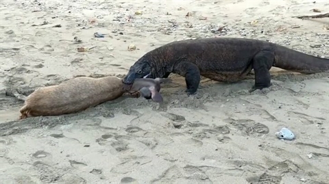 Rồng Komodo lao xuống biển, lôi con mồi lên xé xác