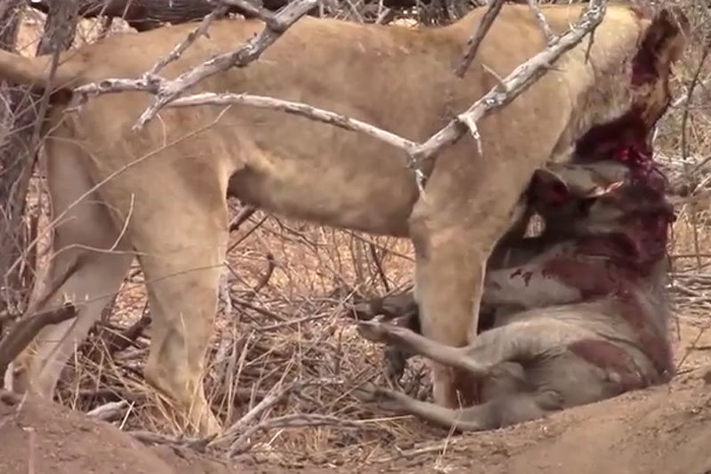 Sư tử đào hang, 'tóm sống' lợn rừng