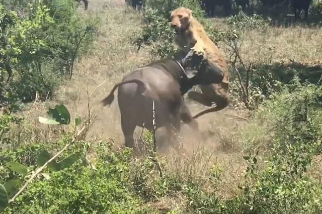 Trâu rừng húc văng sư tử lên không trung