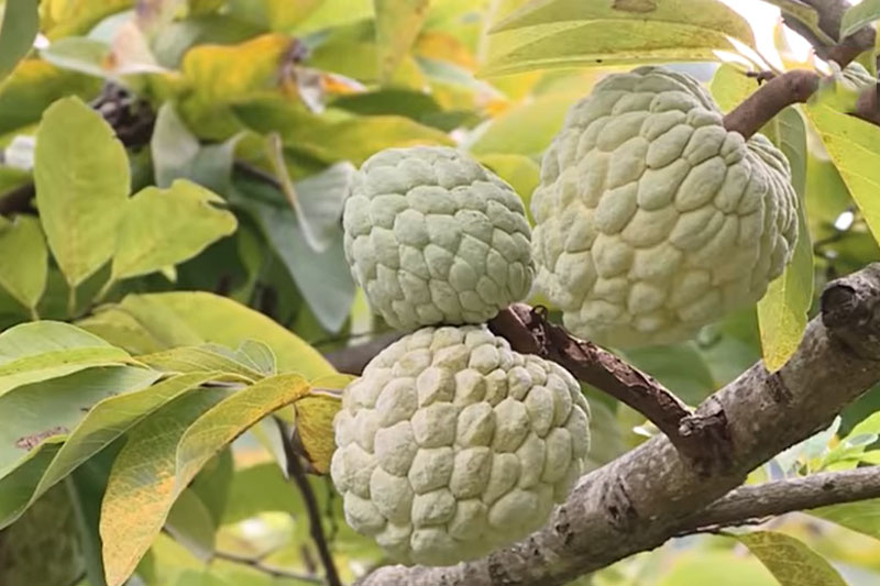 Lạng Sơn: Làm giàu nhờ mô hình trồng na Chi Lăng