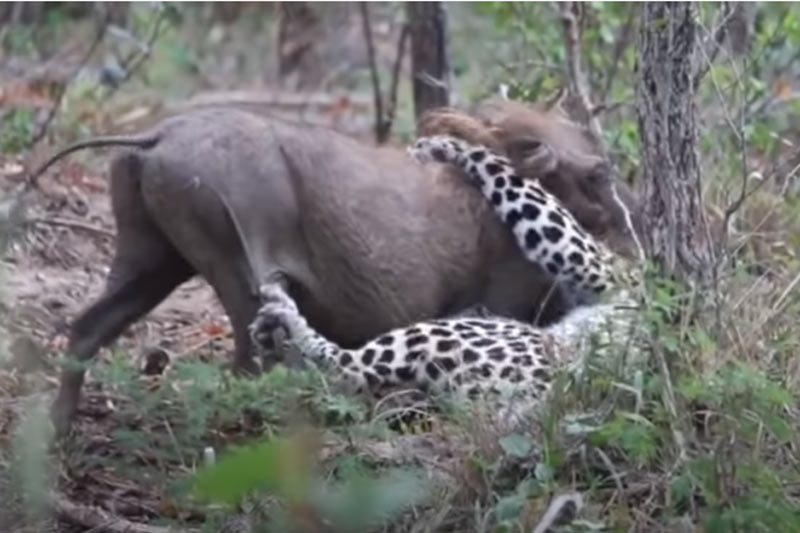 CLIP: Lợn bướu chết thảm dưới nanh vuốt của báo hoa mai