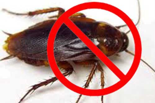 Cách đơn giản chỉ mất vài giây để đuổi sạch gián ra khỏi nhà