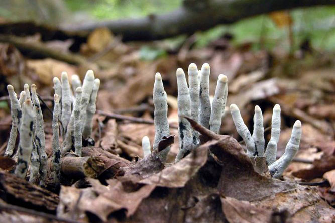 'Sợ mất vía' với nấm ngón tay như thây ma đội mồ sống dậy