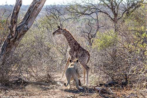 Hươu cao cổ đau xót bỏ con làm mồi cho sư tử