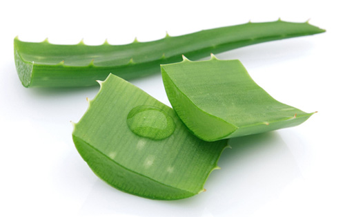 Chỉ cần vài mẹo nhỏ này, vết muỗi đốt, côn trùng cắn sẽ biến mất tức khắc