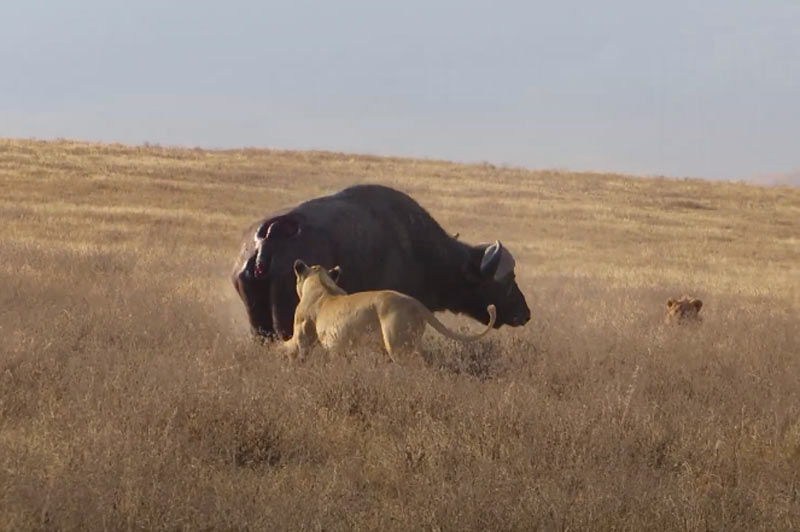CLIP: Đàn sư tử "ngán ngẩm" khi gặp phải trâu rừng "lì đòn"