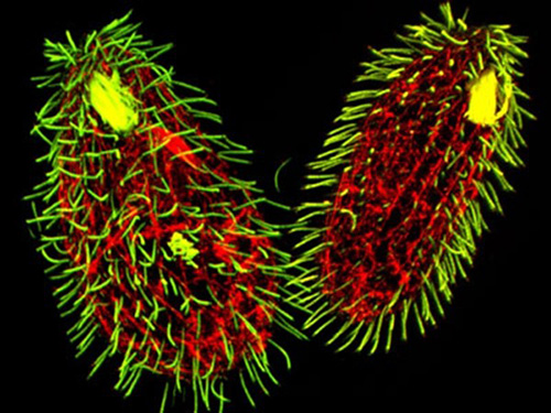 Tìm hiểu sinh vật lạ có đến 7 giới tính khác nhau gây kinh ngạc