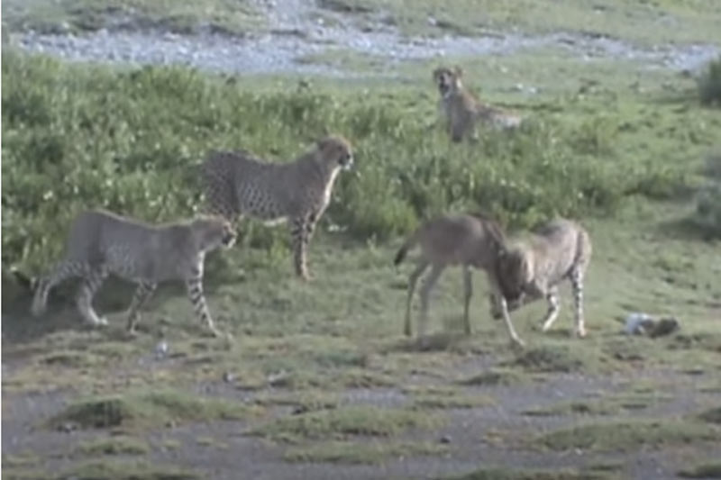 CLIP: 5 con báo săn hành hạ linh dương đầu bò trước khi ăn thịt