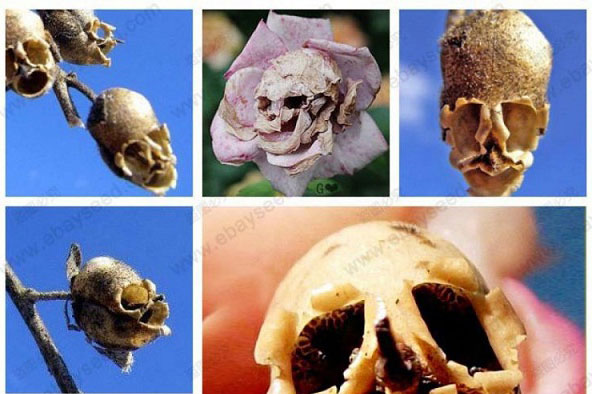 Giải mã loài hoa tuyệt đẹp 'hóa sọ người' ghê rợn khi tàn