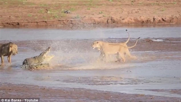Cuộc chiến khốc liệt giữa bầy sư tử và cá sấu