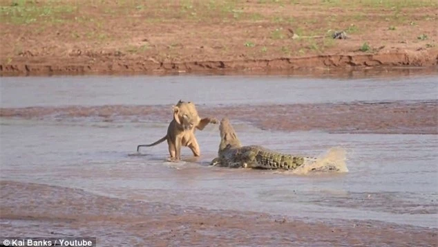 Cuộc chiến khốc liệt giữa bầy sư tử và cá sấu