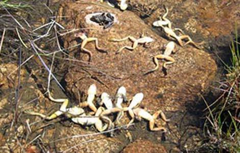 Trái Đất bên bờ “đại tuyệt chủng” thứ sáu?