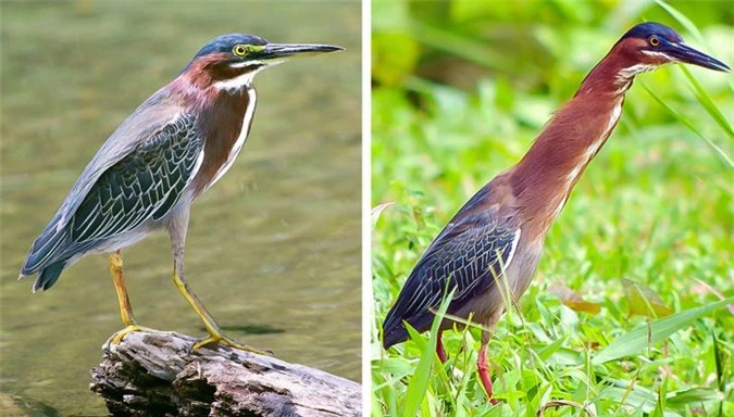 Đây là rắn, sâu hay rắn lai sâu? Ví dụ điển hình cho thấy mọi thứ trên đời này có thể đi từ kỳ thú đến đáng sợ trong 1 nốt nhạc - Ảnh 14.